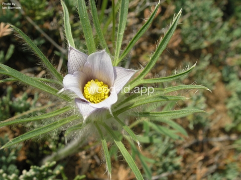 pasque-flower